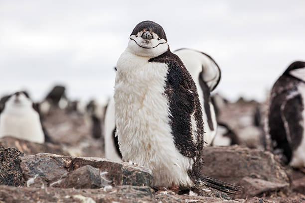 istock Chinstrap Penguin walking on te coast near its colony 524162714