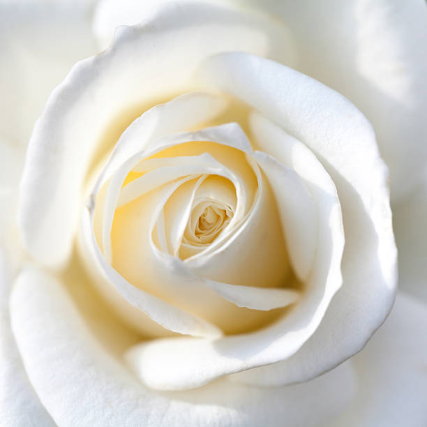 istock close up of white rose 524163126