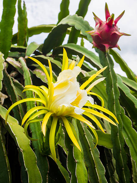 Dragon Fruit in Mekong, Vietnam Dragon fruit plant and flower in Mekong, Vietnam dragon fruit flower stock pictures, royalty-free photos & images