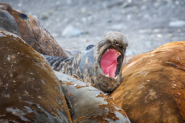 istock Elephant seals all together molting their skin in Antarctica. 524164534