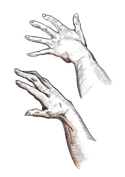 Left, right hand drawn human palms, fingers, muscles, tendons, arms. vector art illustration