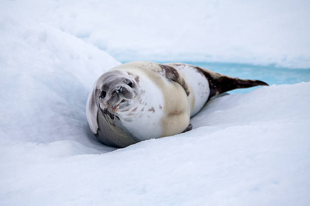 istock The grey seal has a rest on the snow 524166094