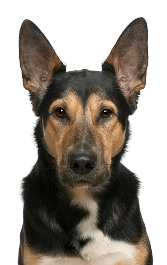Mixed-breed dog, 2 years old, in front of white background