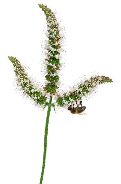 Female worker bee, Anthophora plumipes, on plant in front of white background