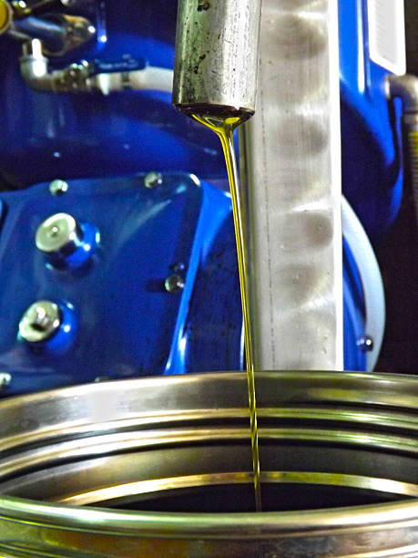 istock Salento oil at the oil mill 524167356
