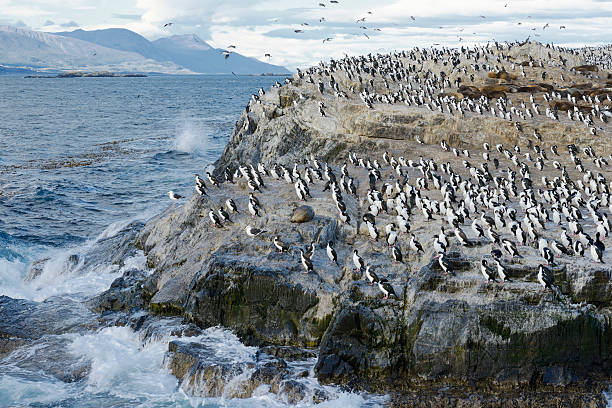 Colony of King Cormorants and Sea Lions, Beagle Channel Colony of King Cormorants and Sea Lions on Ilha dos Passaros located on the Beagle Channel, Tierra Del Fuego, Argentina tierra del fuego archipelago stock pictures, royalty-free photos & images