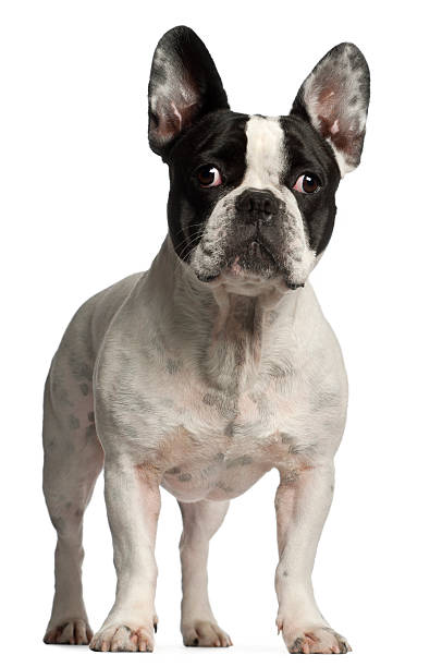 istock French Bulldog, 3 years old, standing 524167800