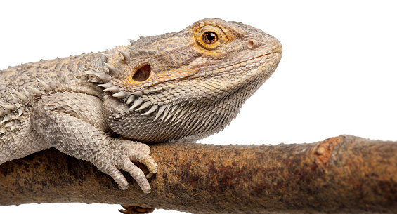 Close-up of Pogona lying on a branch in front of white background
