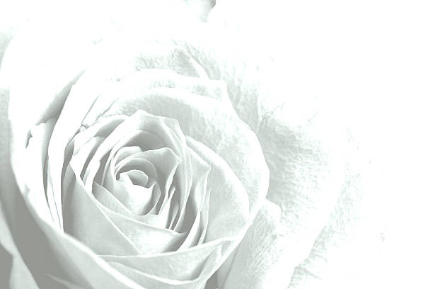 rose blanche fleur fond. - nobody nature fragility close up photos et images de collection
