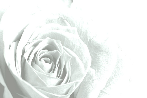 White rose flower background.