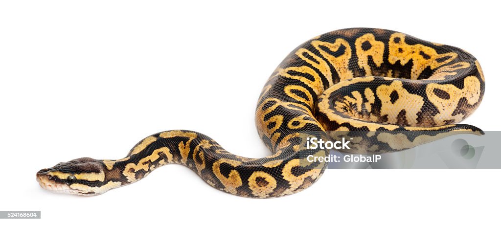 Axanthic Royal Pythonj Axanthic Calico Ball Python