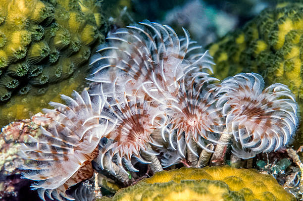 istock social feather duster, Bispira brunnea 524168986