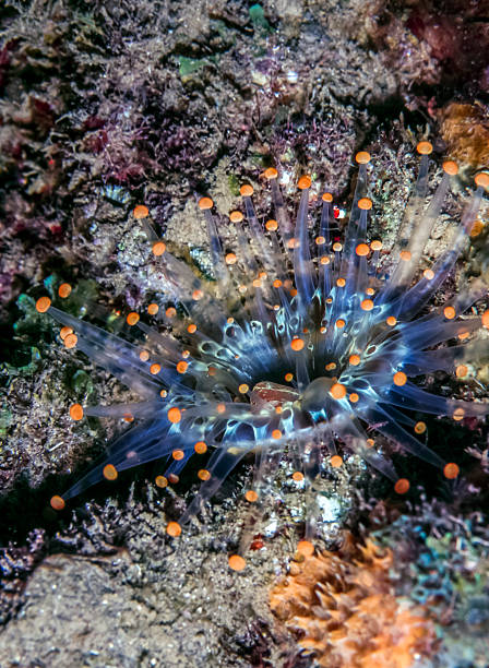 오랑주 볼 corallimorph, pseudocorynactis caribbeorum - anthozoans 뉴스 사진 이미지