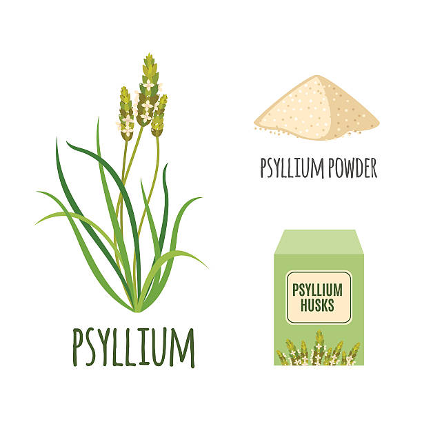 superfood psyllium diatur dalam gaya datar. - plantaginales ilustrasi stok