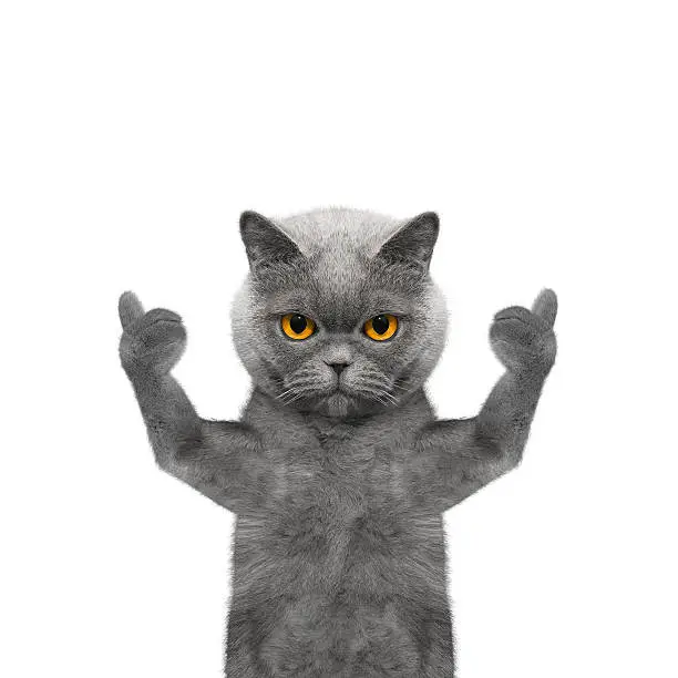 Photo of cat showing thumb up and welcomes -- Isolate on white