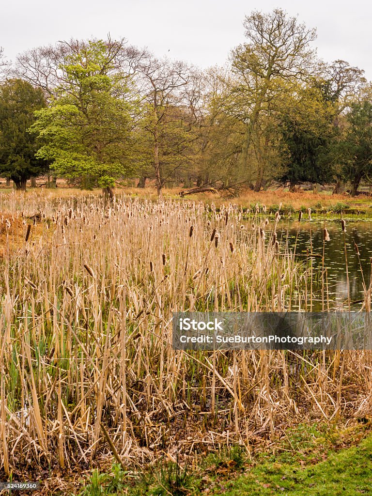 bullrushes Bulrush reeds on pond at Dunham Massey, Altrincham, UK Cattail Stock Photo