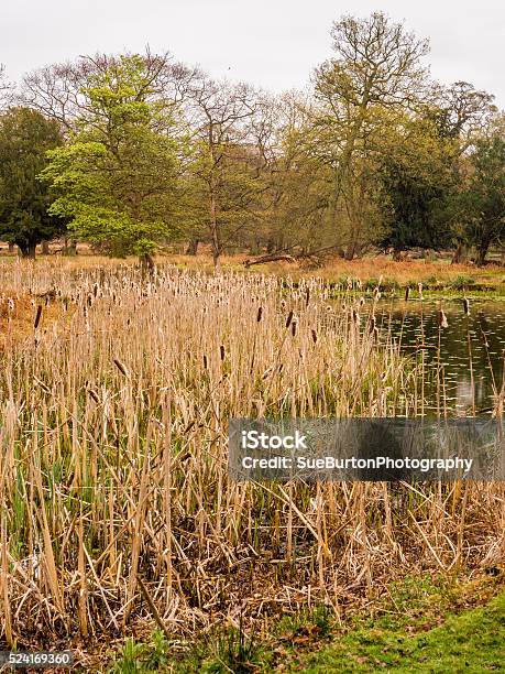Bullrushes Stock Photo - Download Image Now - Cattail, No People, Outdoors