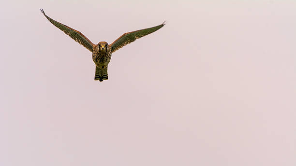 istock Approach of the kestrel 524169405