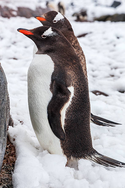 istock Couple Gentoo Penguins on the snow in Antarctica 524169568
