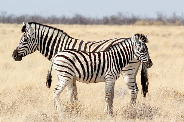 istock Zebra foal with mother in african bush 524169841
