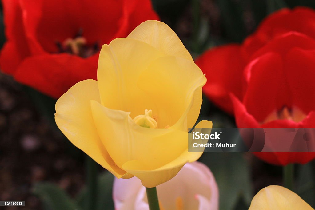 Tulips Beauty In Nature Stock Photo