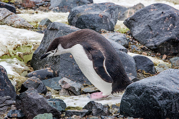 istock Chinstrap penguin standing on the rock, Antarctica 524170288