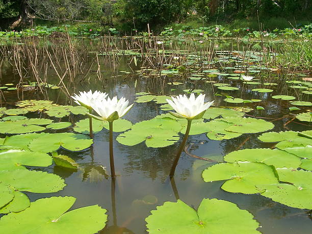 lotus close up of white lotus on pond white lotus stock pictures, royalty-free photos & images