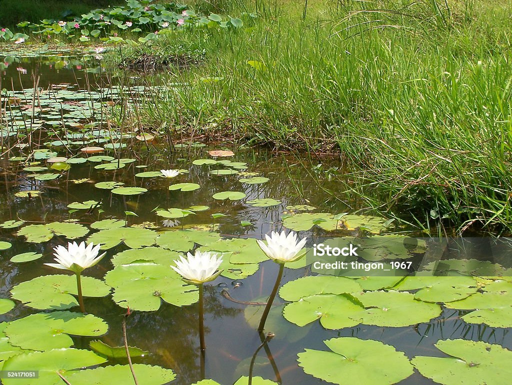 lotus close up of white lotus on pond Asia Stock Photo