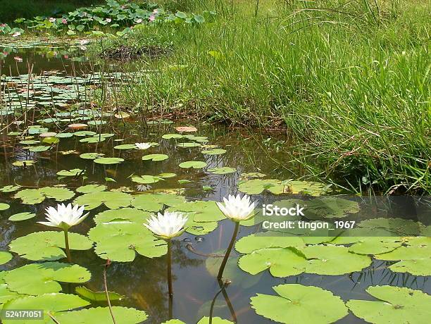 Lotus Stock Photo - Download Image Now - Asia, Beauty In Nature, Botany