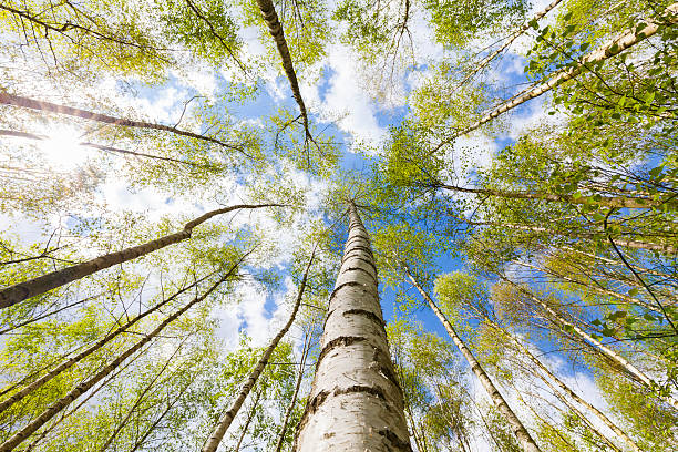 Birch tree forest Plantation of birch trees with fresh leafs in the town forest of Cologne in spring time. birch tree stock pictures, royalty-free photos & images