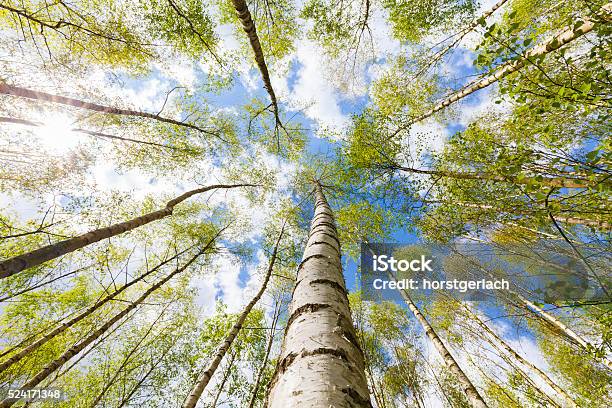 Birch Tree Forest Stock Photo - Download Image Now - Birch Tree, Tree, Sustainable Resources