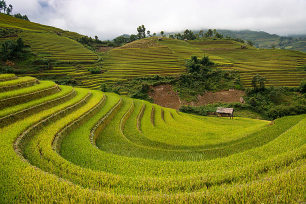 istock Rice Fields in Mu Cang Chai, near Sapa town, Vietnam 524171433