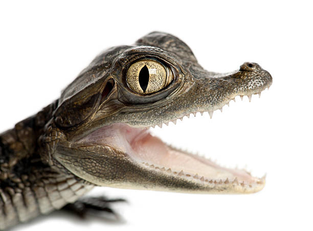 istock Spectacled Caiman portrait and close up 524171446