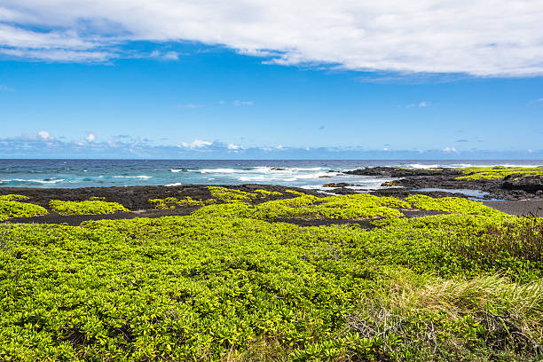 istock Coastal vegetation on the Black Sand Beach, Hawaii 524171507