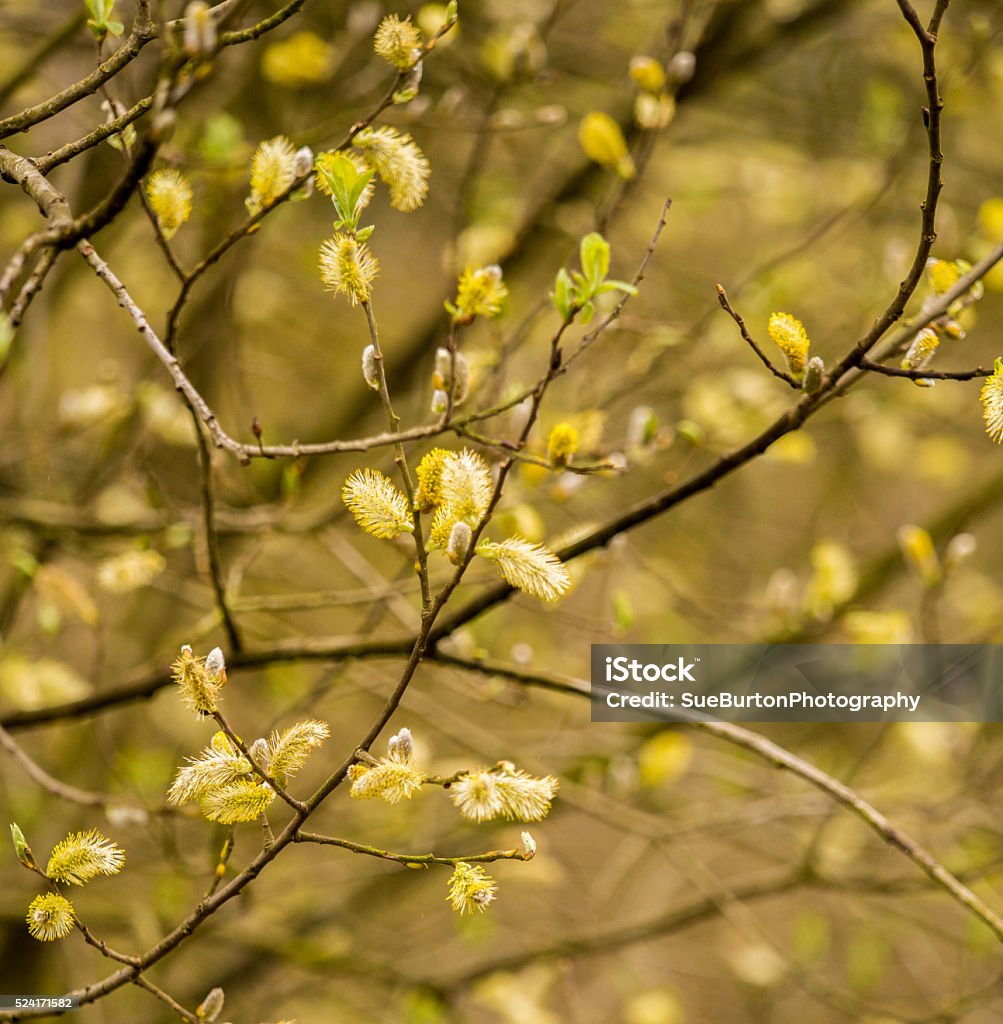 catkins Sprintime catkins in park at Dunham Massey, Altrincham, UK No People Stock Photo