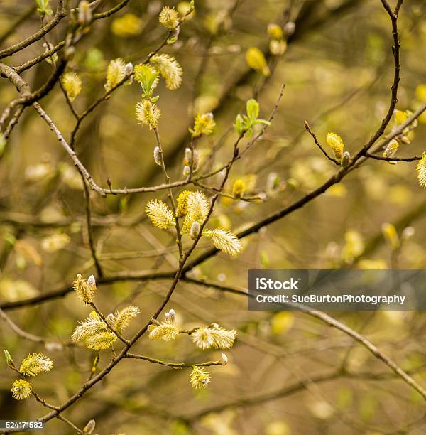 Catkins Stock Photo - Download Image Now - No People, Photography, Plant