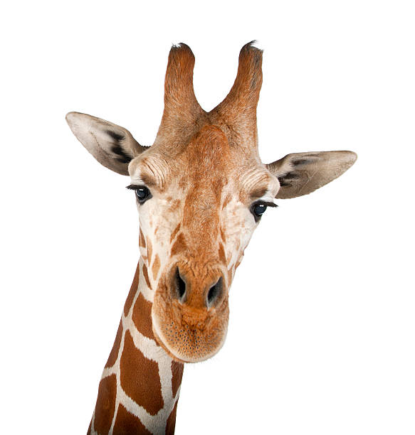 Somali Giraffe, commonly known as Reticulated Giraffe, Giraffa camelopardalis reticulata
