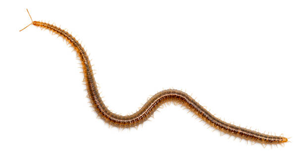 istock Centipede in front of white background 524171816