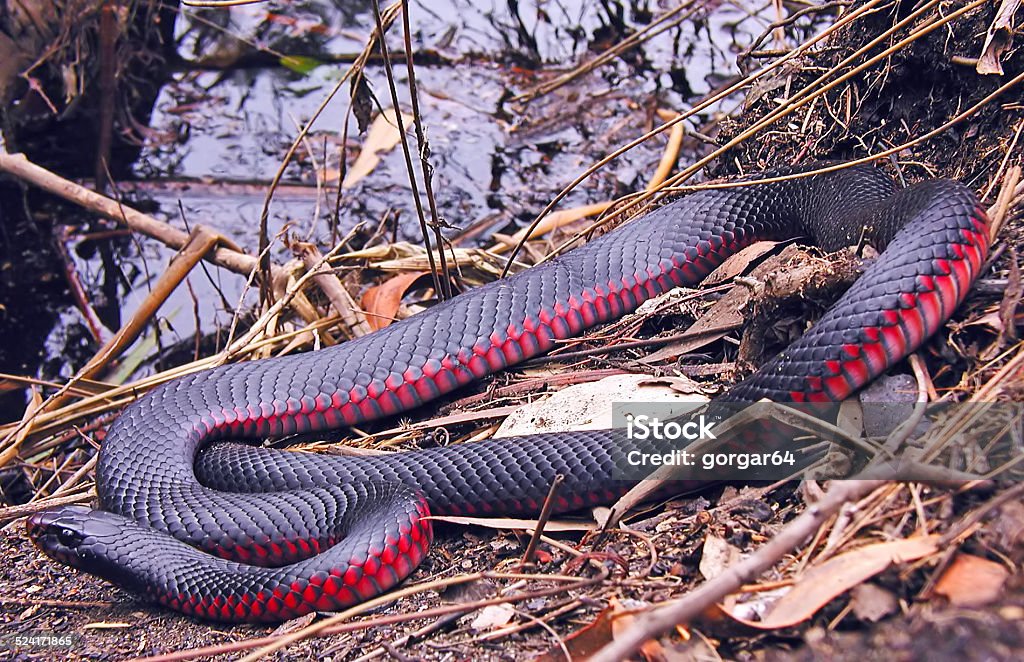 Shining Red Belly Black Snake A Lovely Red Bellied Black snake recently shed in Royal National Park Australia Red Stock Photo