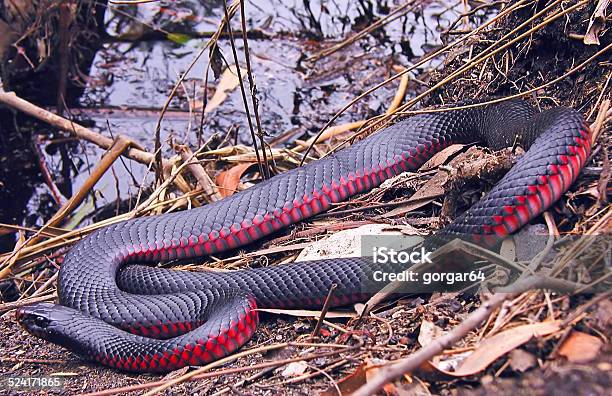 Shining Red Belly Black Snake Stock Photo - Download Image Now - Red, Snake, Black Color