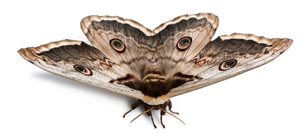 os maiores mariposa, o gigante pavão mariposa, saturnia pyri, - saturn moth imagens e fotografias de stock