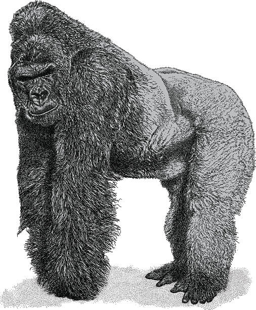 gorilla - silberrucken gorilla stock-grafiken, -clipart, -cartoons und -symbole