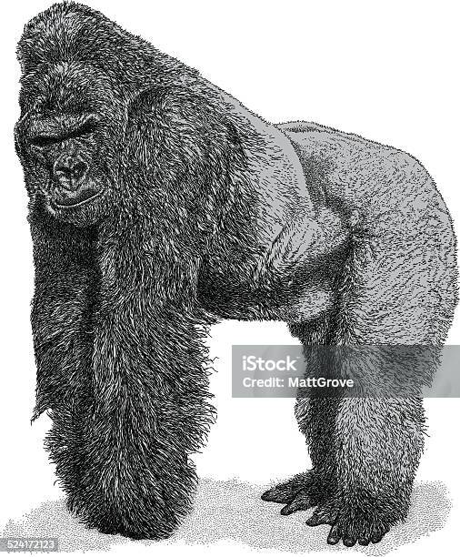 Ilustración de Gorila y más Vectores Libres de Derechos de Gorila - Gorila, Gorila lomo plateado, Ilustración