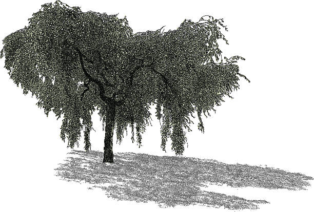ilustrações, clipart, desenhos animados e ícones de willow - weeping willow