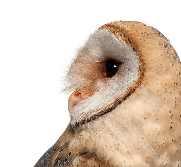 istock Barn Owl, Tyto alba, 4 months old, close up 524172234