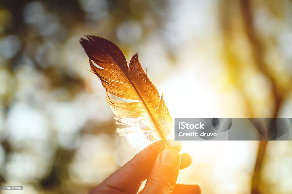 Feather and sunset Feather Stock Photo