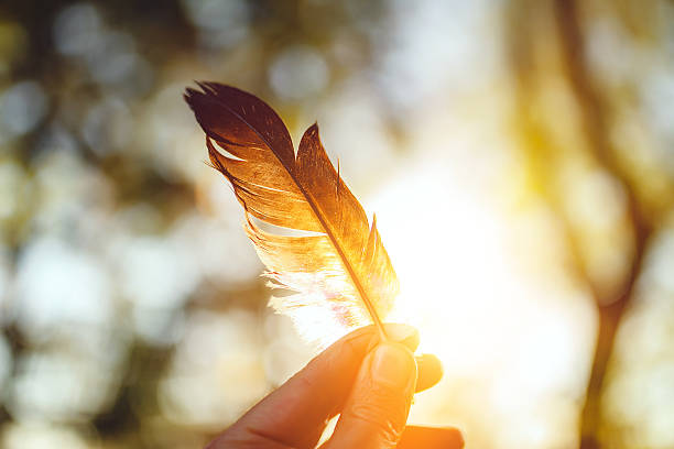 Feather and sunset stock photo