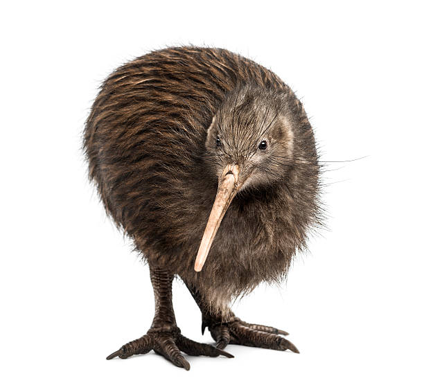 istock North Island Brown Kiwi, Apteryx mantelli 524172298