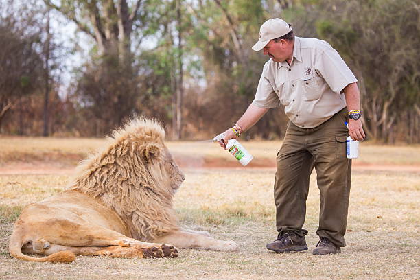 The superintendent of the reserve and the lion Nairoby, South Africa - 15 October, 2014: The superintendent of the reserve and the lion national express stock pictures, royalty-free photos & images