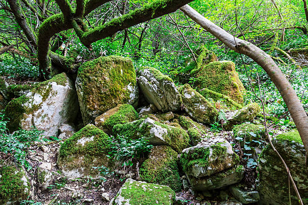 istock Pile of boulders in forest 524173160